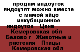 продам индоуток,индоутят,можно вместе с мамой,яйцо инкубационное индоуток › Цена ­ 100 - Кемеровская обл., Белово г. Животные и растения » Птицы   . Кемеровская обл.